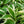 Load image into Gallery viewer, Patriot Hosta