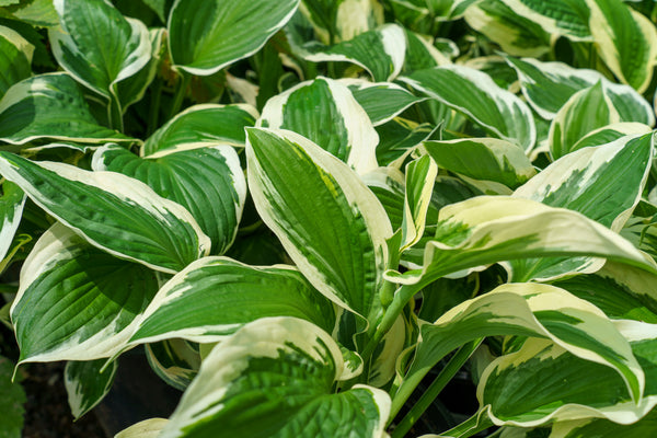 Patriot Hosta