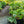 Load image into Gallery viewer, Patriot Hosta