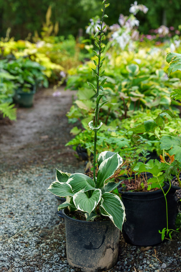 Patriot Hosta