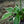 Load image into Gallery viewer, Patriot Hosta