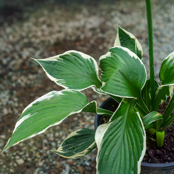 Patriot Hosta