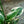 Load image into Gallery viewer, Patriot Hosta