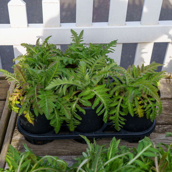 Patty's Plum Oriental Poppy