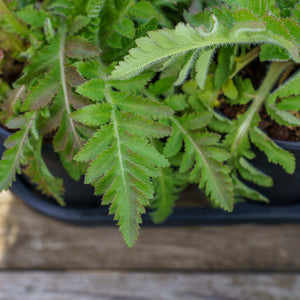 Patty's Plum Oriental Poppy