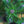 Load image into Gallery viewer, Paul's Dwarf Mugo Pine
