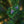 Load image into Gallery viewer, Paul's Dwarf Mugo Pine