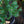Load image into Gallery viewer, Paul's Dwarf Mugo Pine