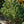 Load image into Gallery viewer, Paul's Dwarf Mugo Pine
