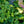 Load image into Gallery viewer, Paul's Glory Hosta