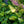 Load image into Gallery viewer, Paul's Glory Hosta