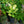 Load image into Gallery viewer, Paul's Glory Hosta