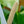 Load image into Gallery viewer, Peacy Lily - Other Houseplants - Houseplants