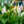 Load image into Gallery viewer, Peacy Lily - Other Houseplants - Houseplants