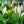 Load image into Gallery viewer, Peacy Lily - Other Houseplants - Houseplants