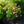 Load image into Gallery viewer, Peach Drift Rose