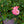 Load image into Gallery viewer, Peach Drift Rose