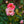 Load image into Gallery viewer, Peach Drift Rose
