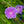 Load image into Gallery viewer, Peachie's Pick Stokes' Aster