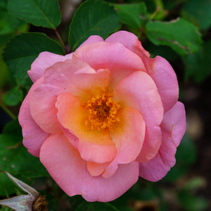 Peachy Knock Out Rose - Rose - Shrubs