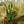 Load image into Gallery viewer, Peacy Lily