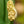 Load image into Gallery viewer, Peacy Lily