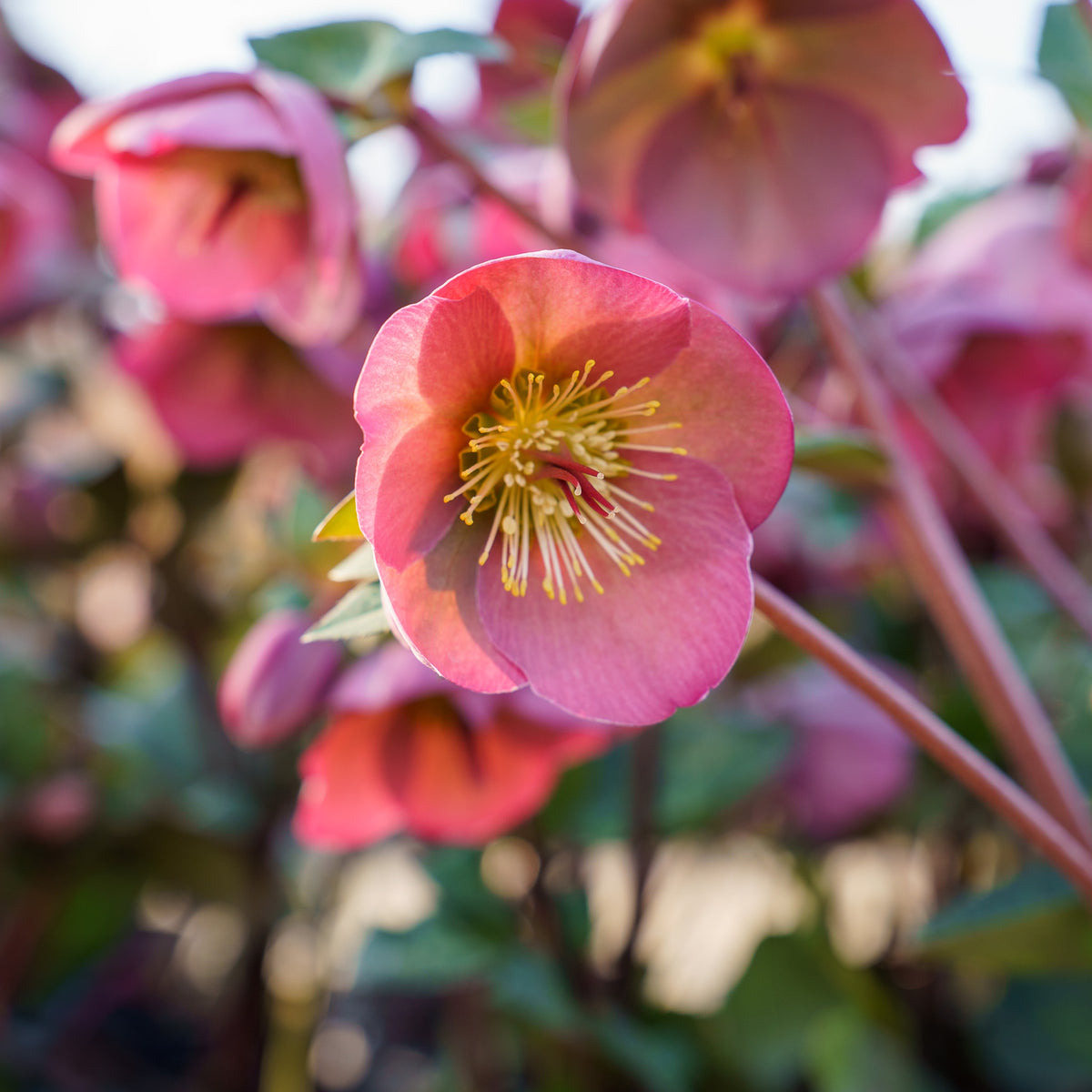 あさみ　ボストンL 2点　rosy mint Penny's Pink Lenten Rose – Plant Detectives