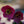 Load image into Gallery viewer, Penny's Pink Lenten Rose