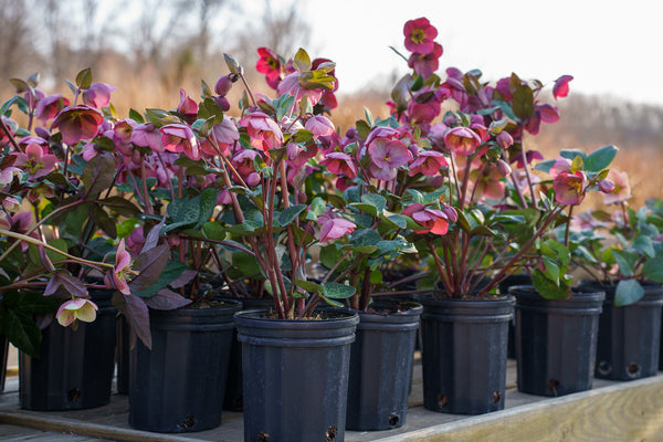 Penny's Pink Lenten Rose