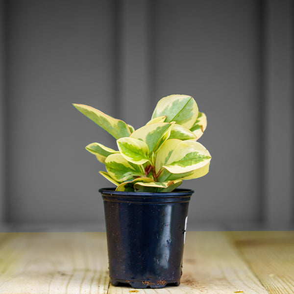 Assorted Peperomia - Peperomia - Houseplants