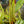 Load image into Gallery viewer, Ripple Leaf Peperomia