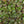 Load image into Gallery viewer, Ripple Leaf Peperomia
