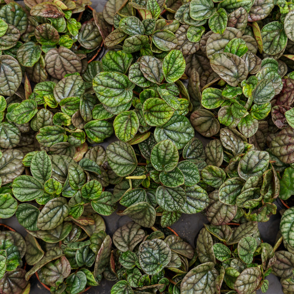 Ripple Leaf Peperomia