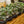 Load image into Gallery viewer, Ripple Leaf Peperomia