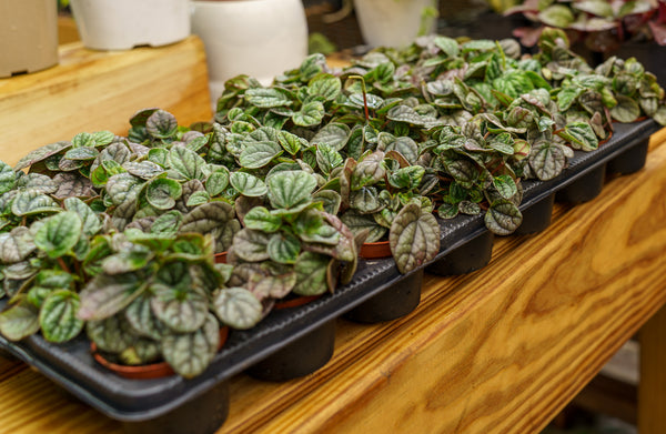 Ripple Leaf Peperomia