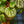 Load image into Gallery viewer, Ripple Leaf Peperomia