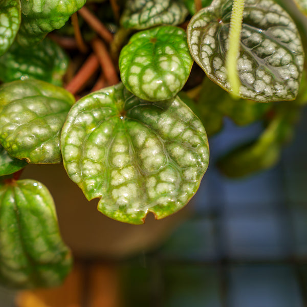 Ripple Leaf Peperomia
