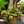 Load image into Gallery viewer, Ripple Leaf Peperomia