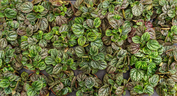 Ripple Leaf Peperomia