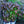 Load image into Gallery viewer, Perfect Storm Hibiscus