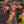 Load image into Gallery viewer, Perfect Storm Hibiscus