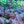Load image into Gallery viewer, Perfect Storm Hibiscus