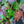 Load image into Gallery viewer, Perfect Storm Hibiscus