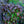 Load image into Gallery viewer, Perfect Storm Hibiscus