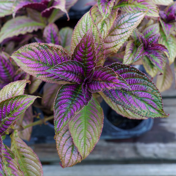 Persian Shield