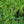 Load image into Gallery viewer, Petticoat Oriental Poppy
