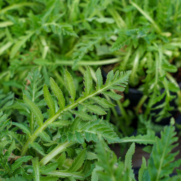 Petticoat Oriental Poppy