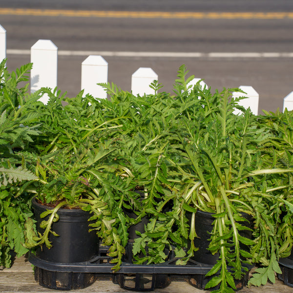 Petticoat Oriental Poppy