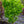 Load image into Gallery viewer, Peve Multicolor Japanese Maple - Japanese Maple - Japanese Maples