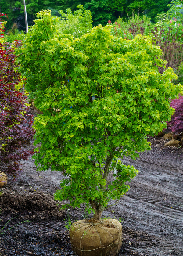 Peve Multicolor Japanese Maple - Japanese Maple - Japanese Maples